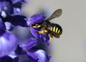 Help Make Gonzaga’s Campus a Happy Place for Native Bees